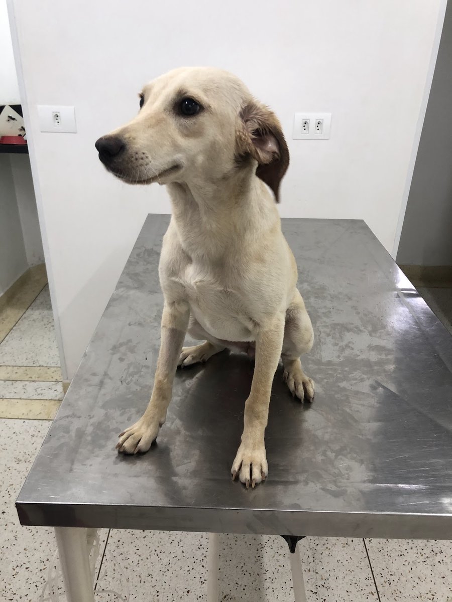 Brilho's Dog Veterinária