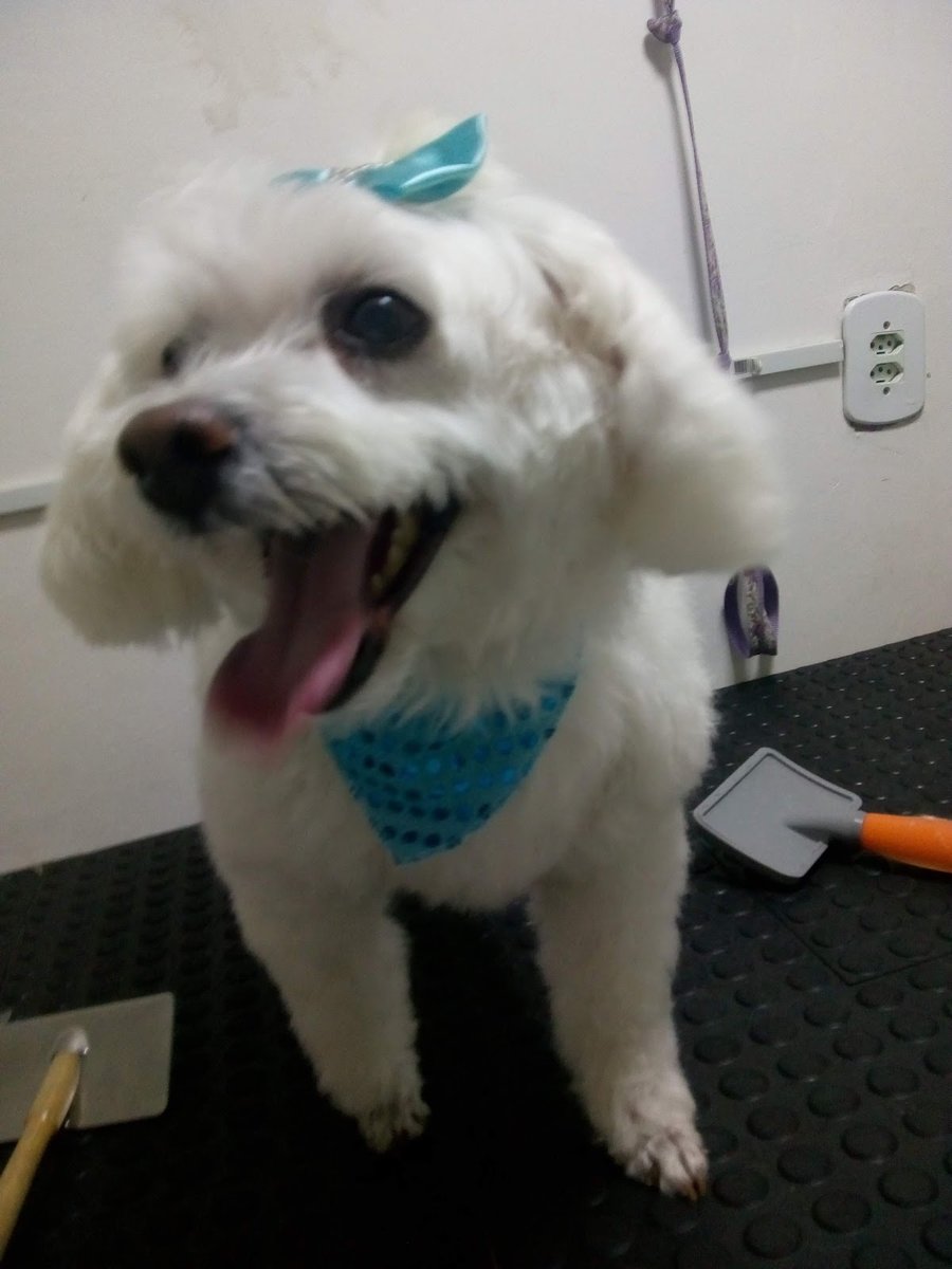 Clínica Veterinária Pet Vida