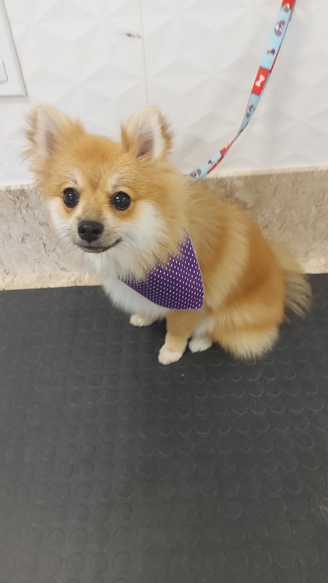 Clio Pet Centro Veterinário - 24 horas