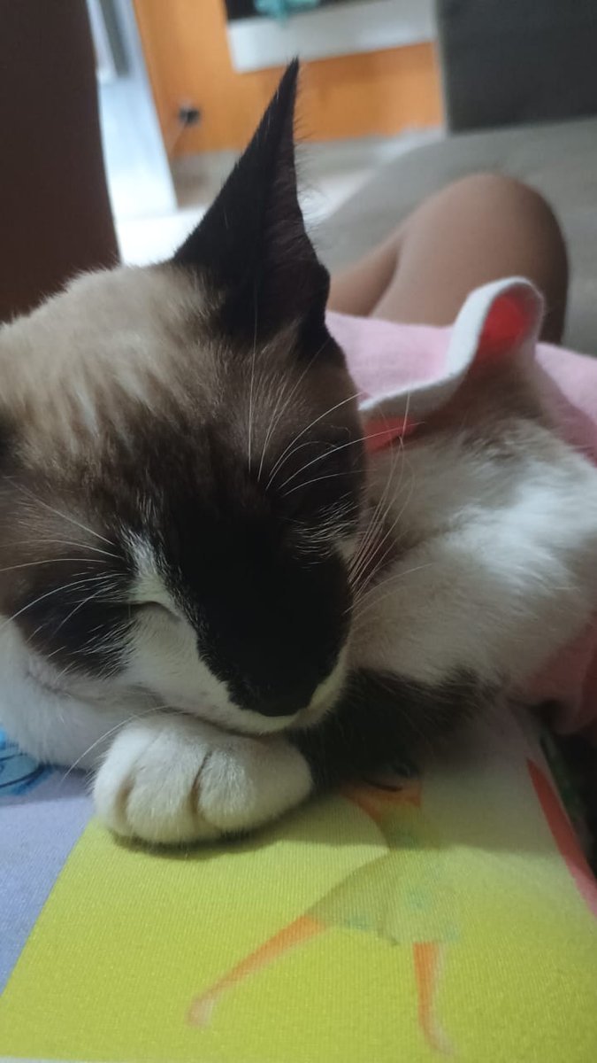 Pet Sense Clínica Veterinária