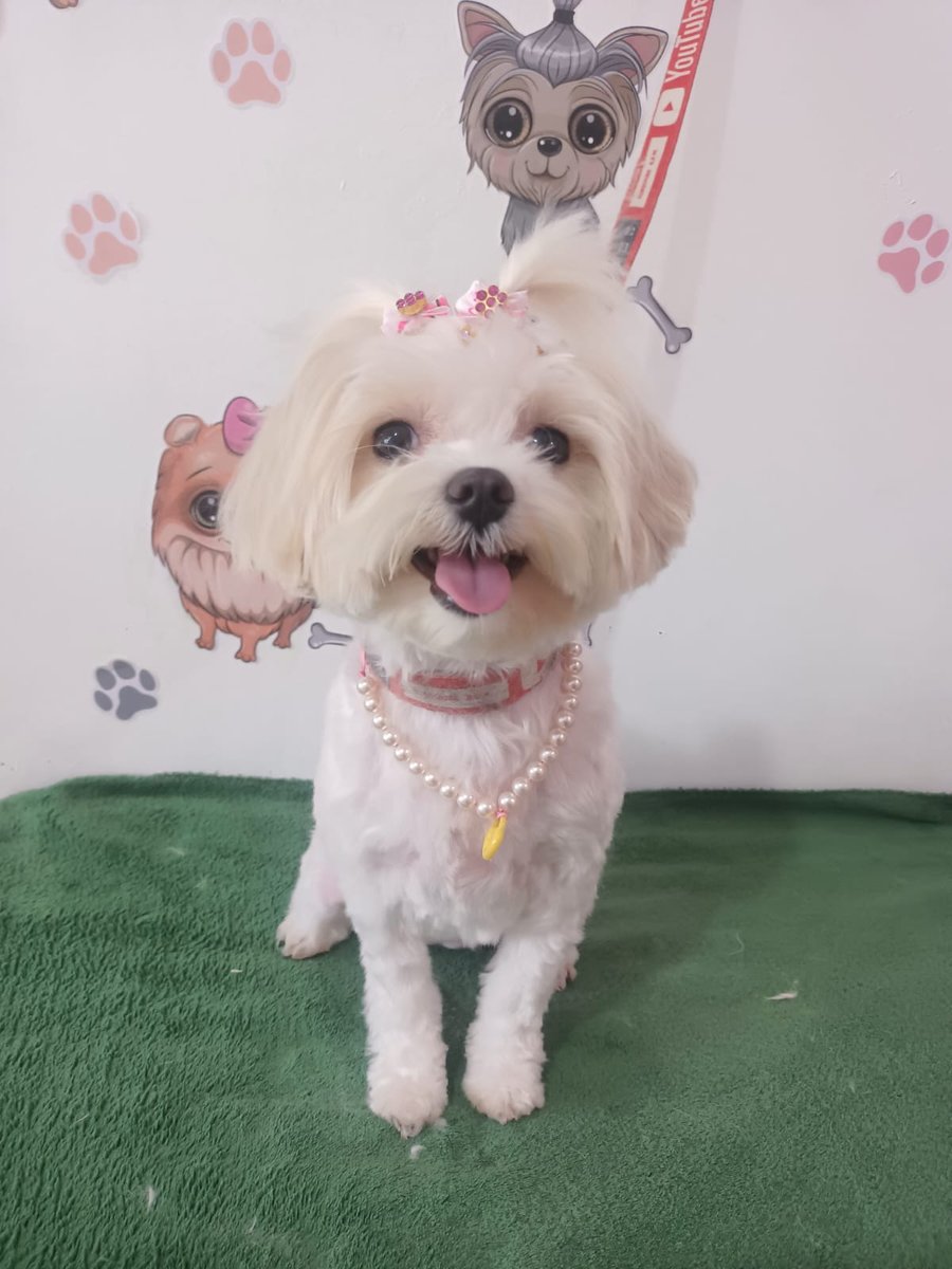 PetLandia Estética Animal