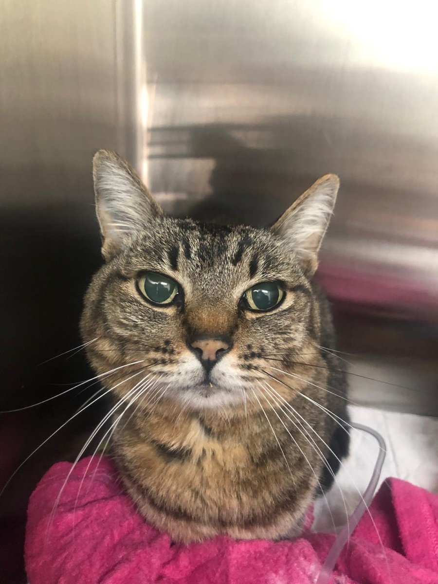 Pet Care Veterinary Hospital Unit Pacaembu