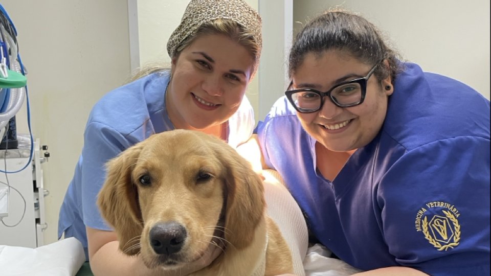 Intensive Suporte Animal