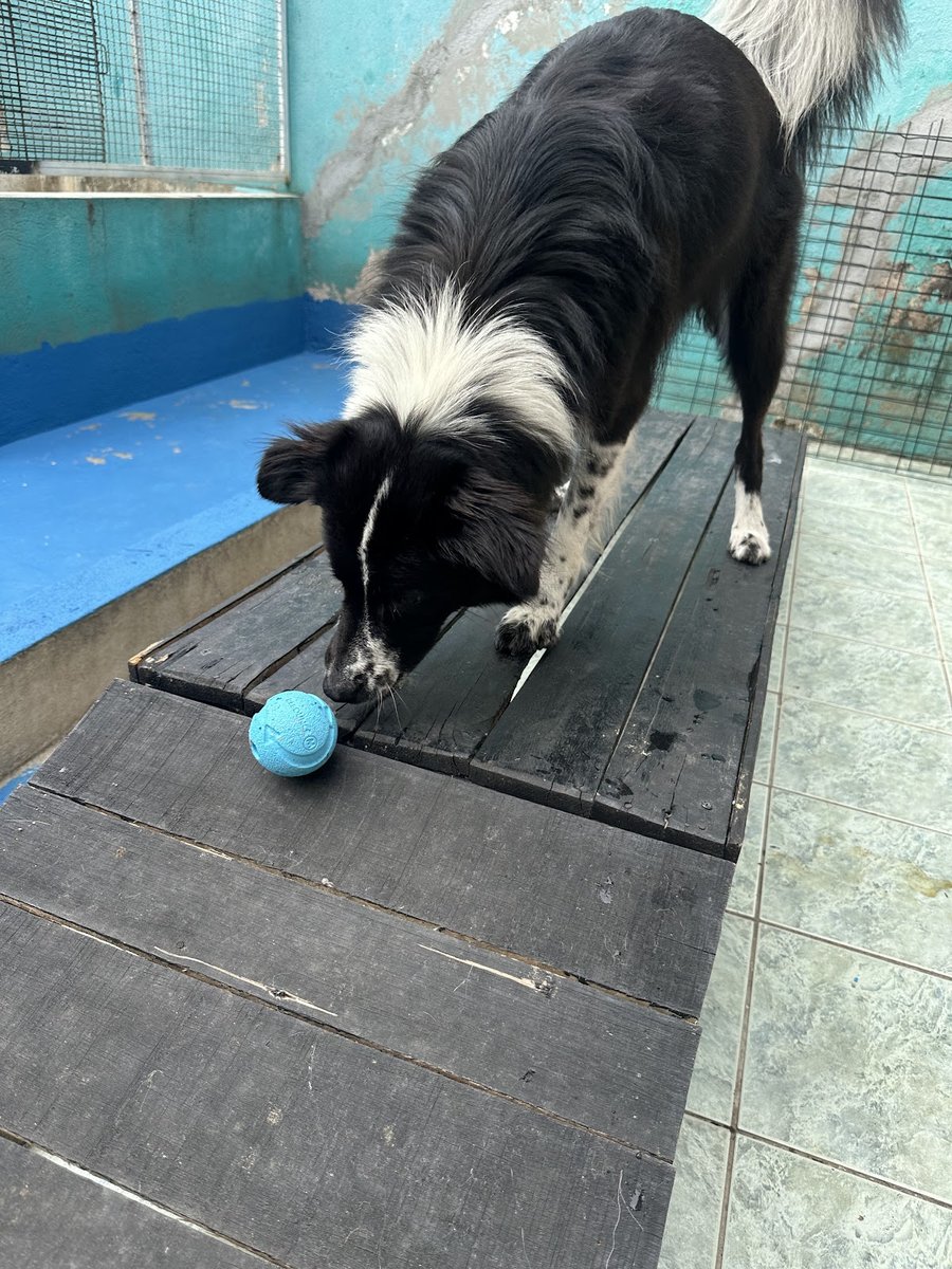 Pet Zen - Veterinary Clinic