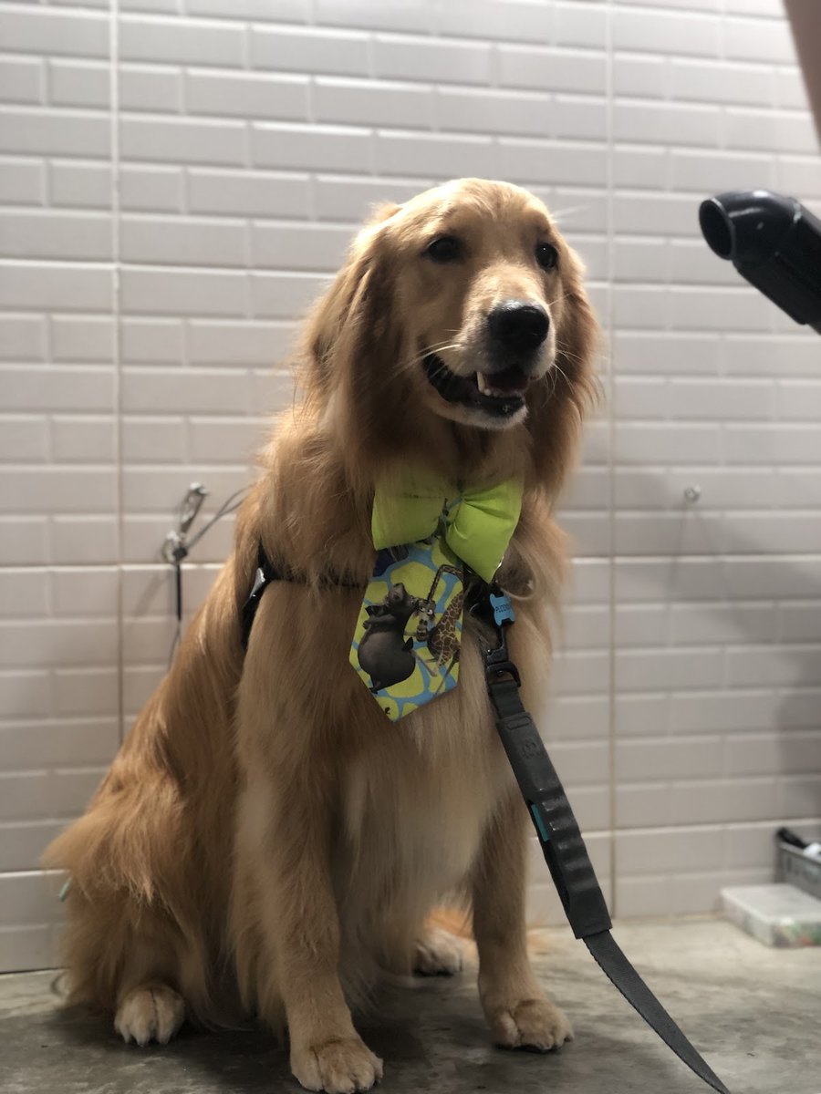 Doopets Ipiranga - Estética Animal & Pet Shop