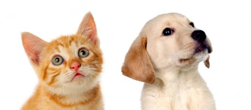 Carolina Sá Veterinária em Domicílio