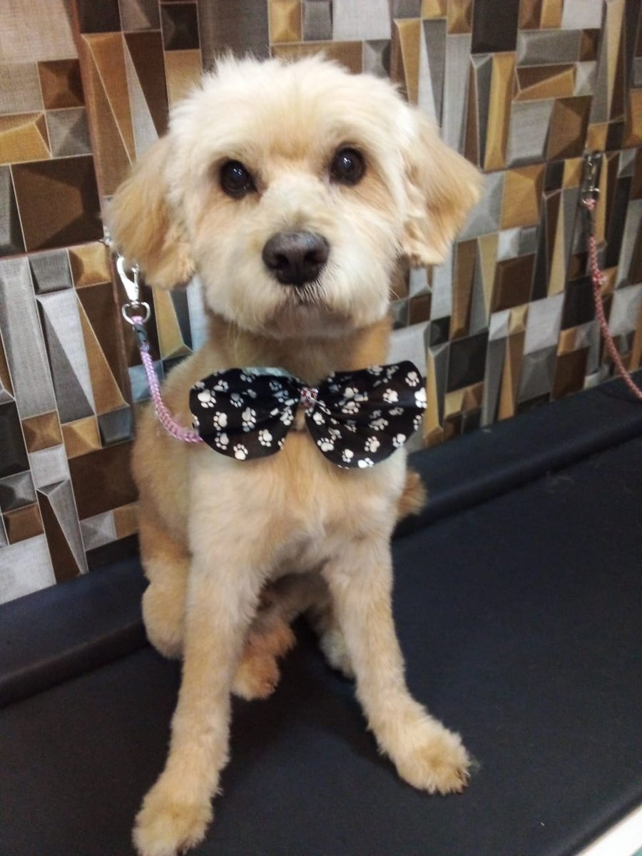 Pet shop Cão Paixão Prime