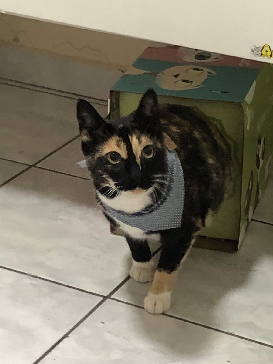 ALL PETS VETERINARY CENTER