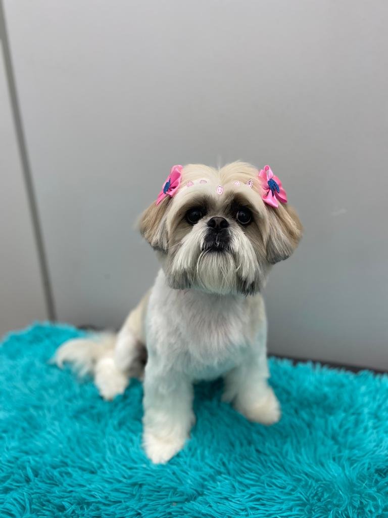 HortoPets Veterinário - Banho e Tosa - Pet Shop