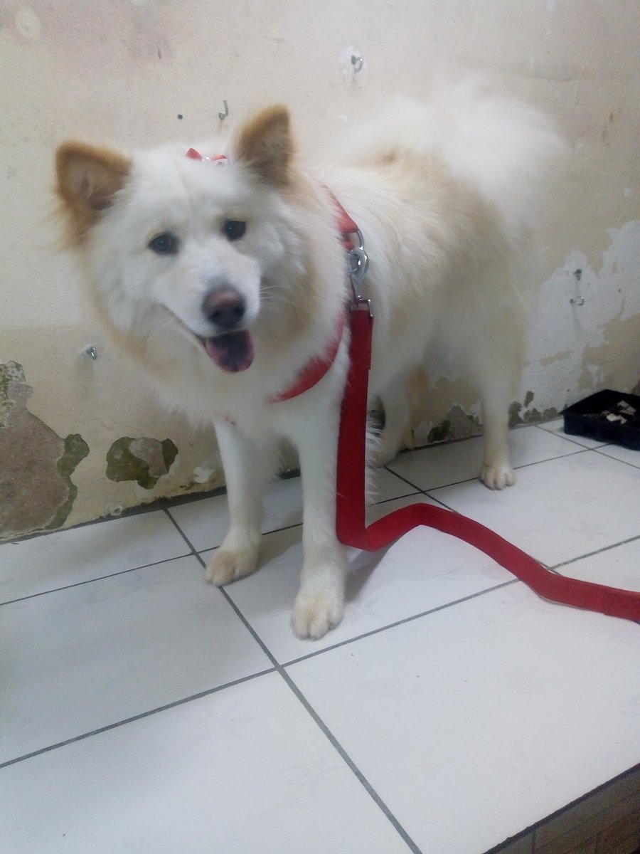 Milares Pet - Álamos