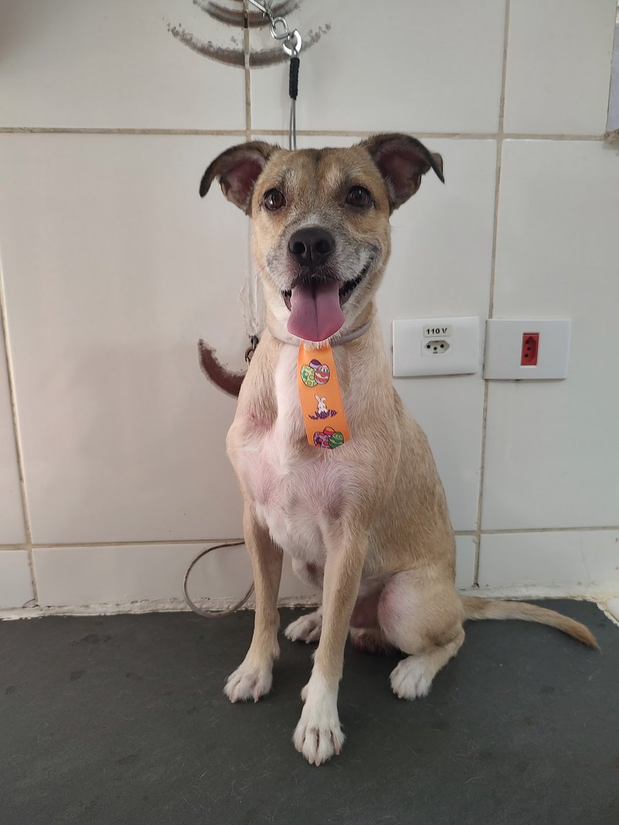 Claudia Rodrigues Banho e Tosa