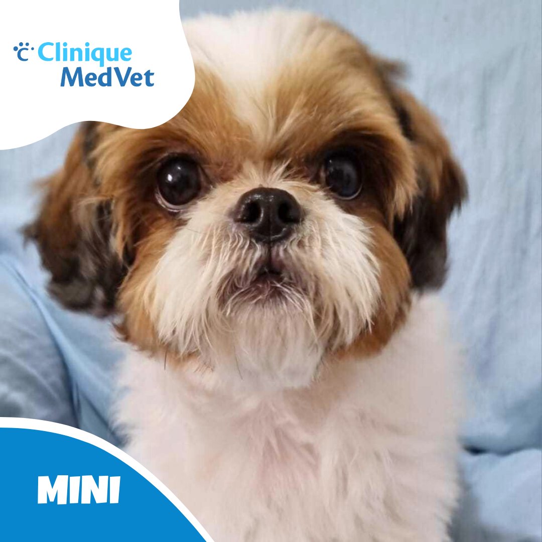 Clínica Veterinária Clinique MedVet | Jardim Bonfiglioli