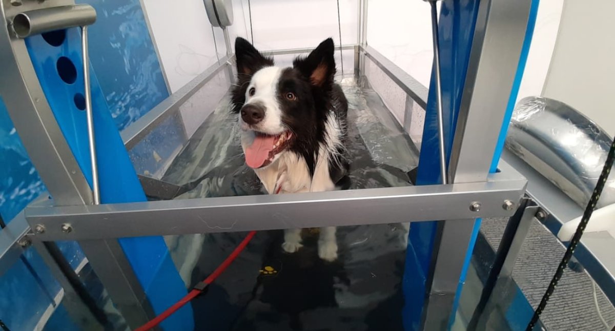 Fisio Care Pet Butantã