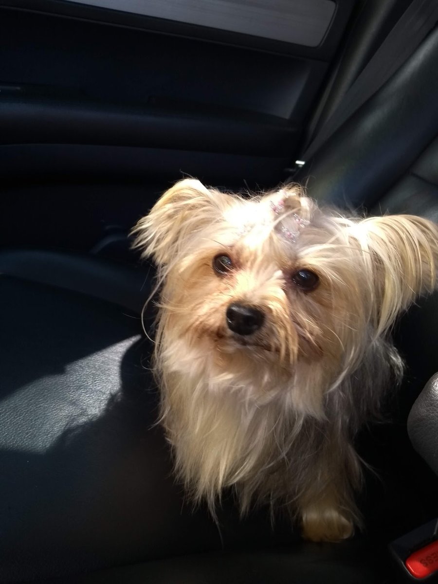 Franci’sCão Seu Pet + Saudável