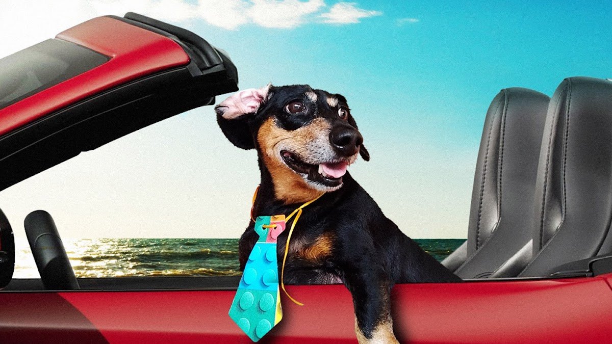 Dr.Paulo Takao - Veterinário