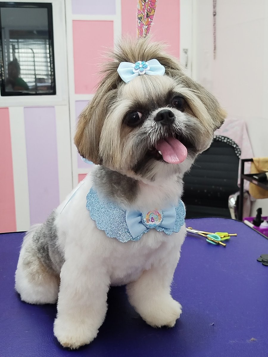 Banho E Tosa Tata Pet