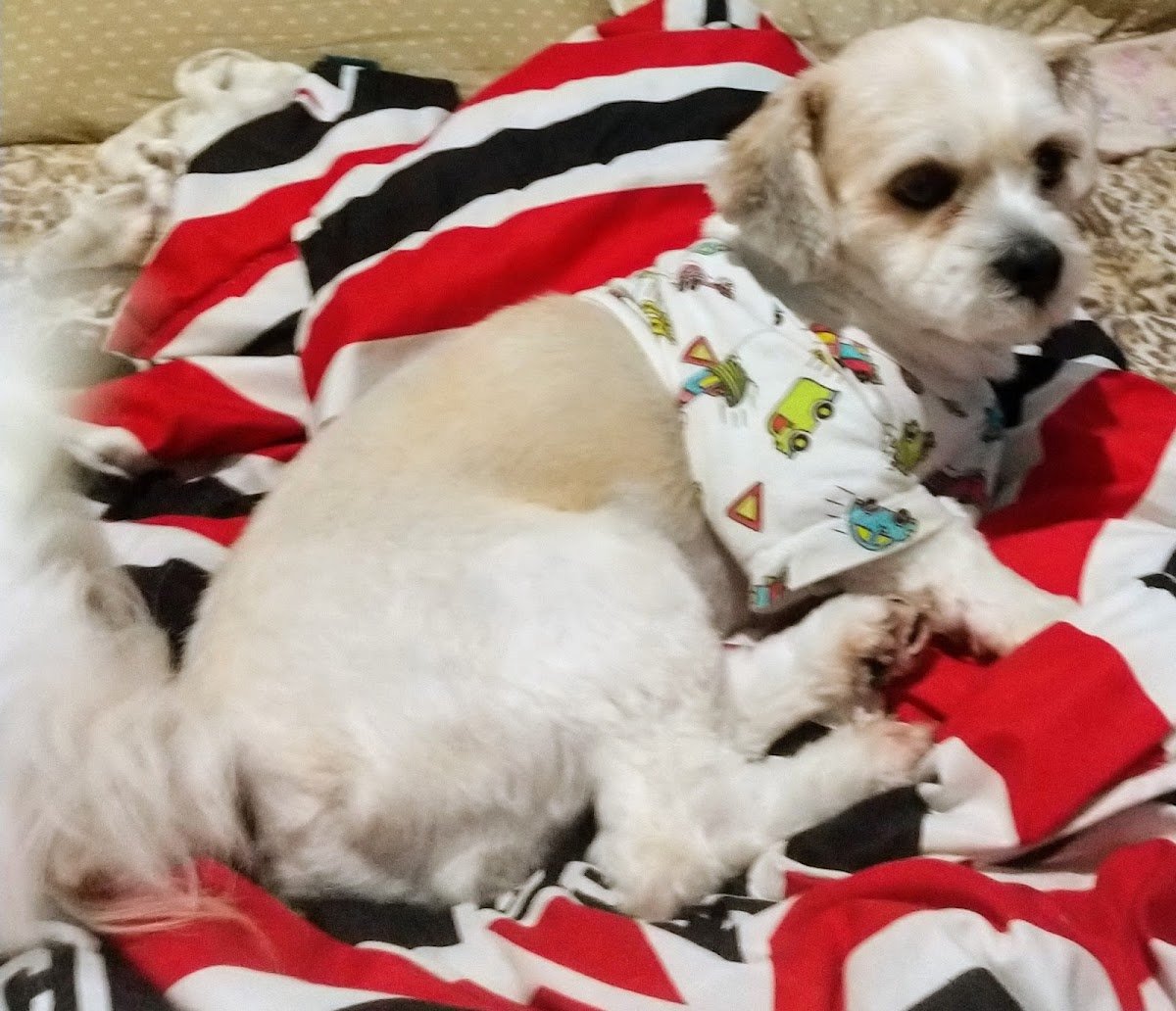 VetVitta Veterinária e Banho e Tosa