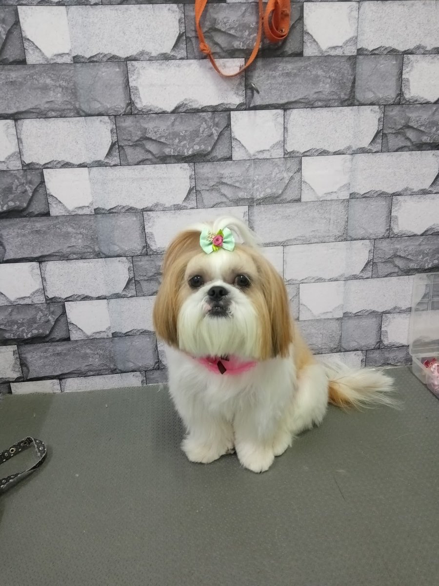 Pet Shop e Banho Tosa Jardim dos Pets