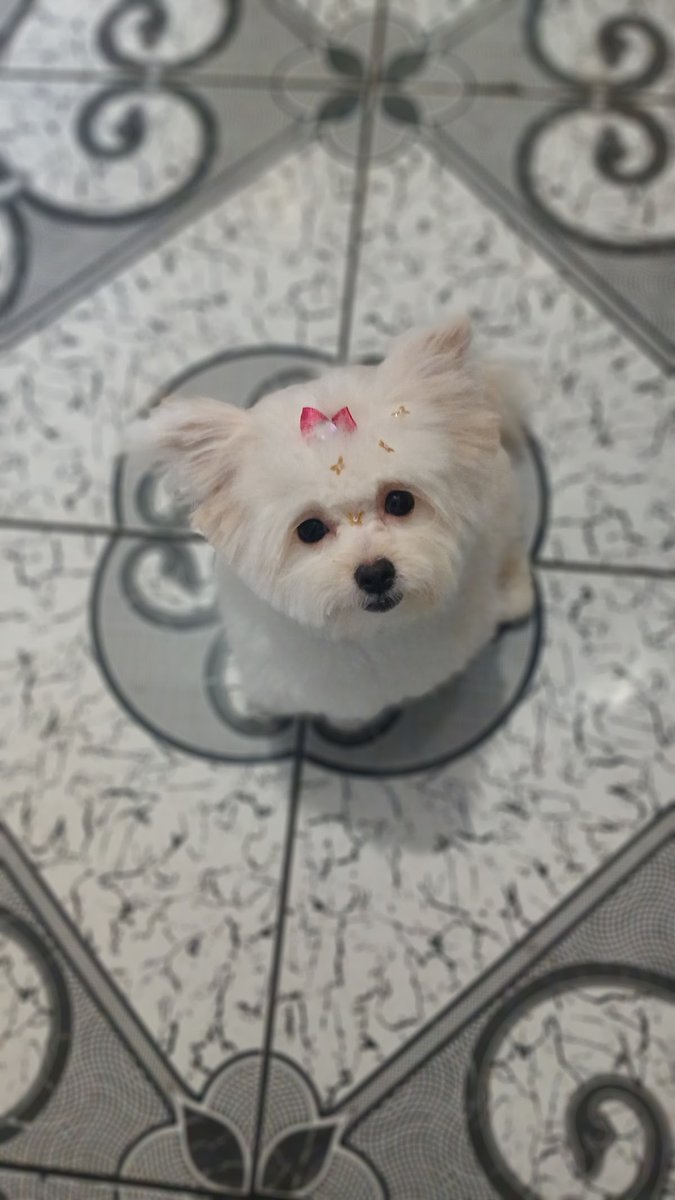 Cãotinental Parque Pet