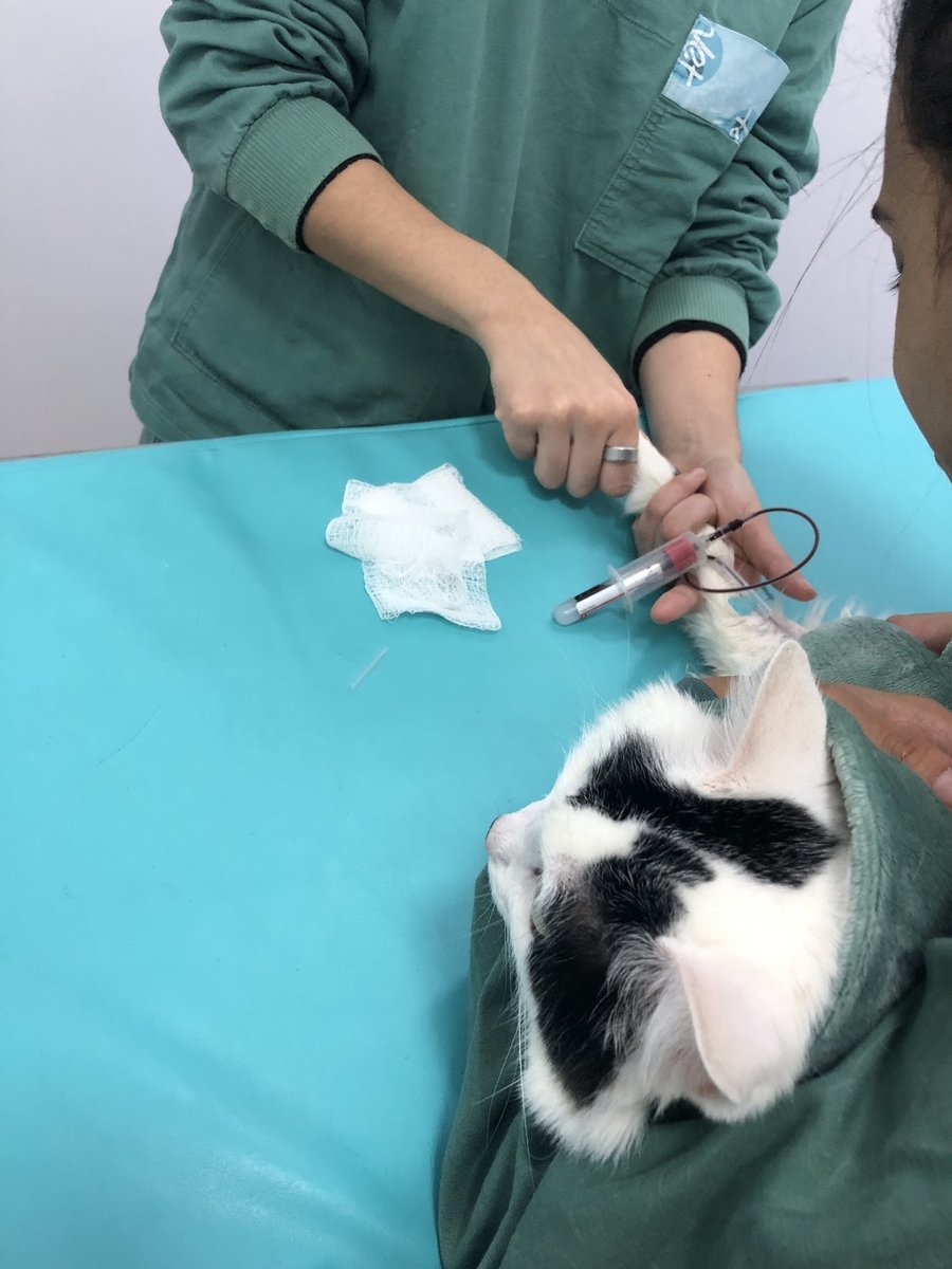 Veterinary Center Aclimação