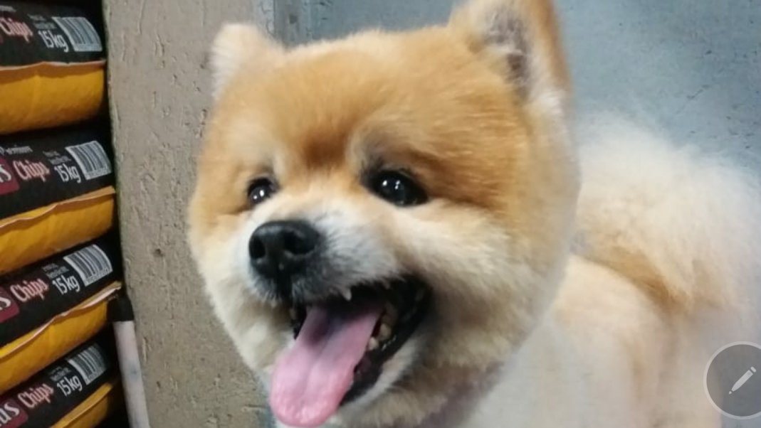 Banho e tosa Pet Shop Cãoquista