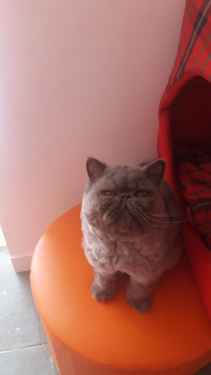 Pet Shop Bichos e Mimos