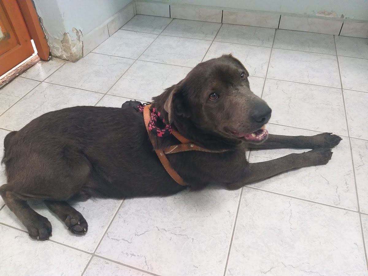 UNISA - Veterinary Hospital (Hovet)