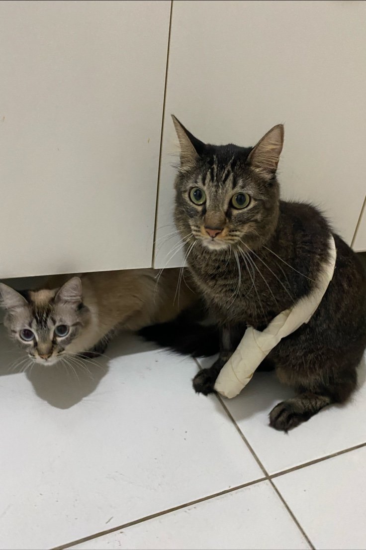 Veterinária em domicílio - Dra Leila Assad