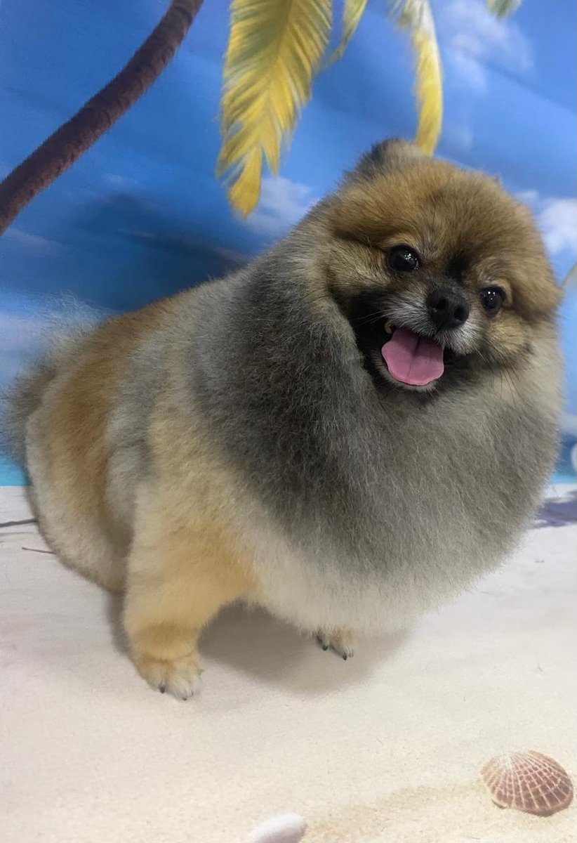 Special pet - Marechal tito