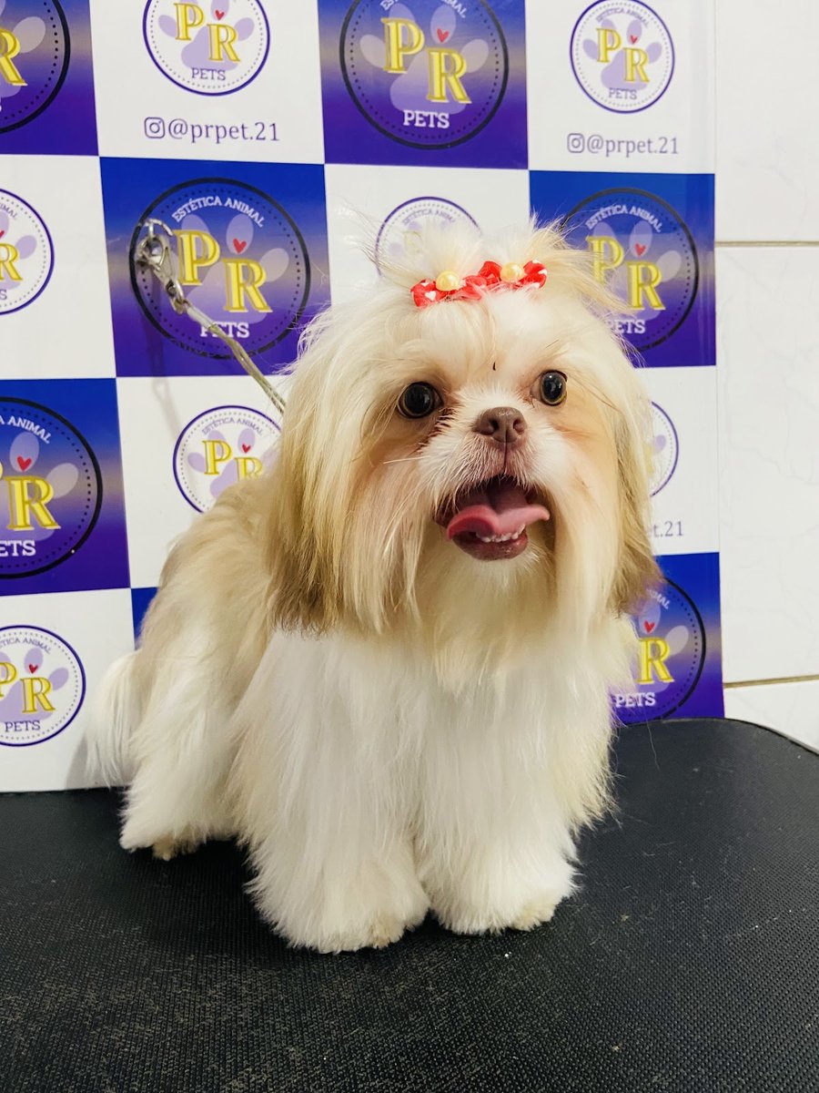 PR PETS Estética Animal