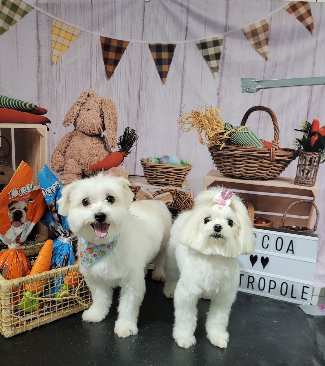 Metrópole Pet Shop e Clinica Veterinária