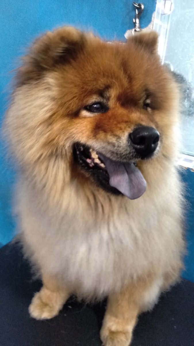 MUNDO PET - Pet Shop, Boutique e Estética