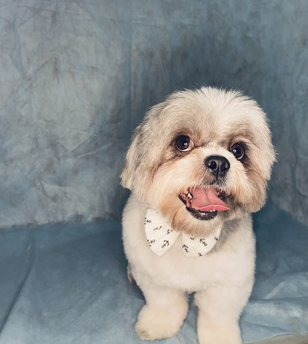 Pet&Gato JARDIM UMARIZAL