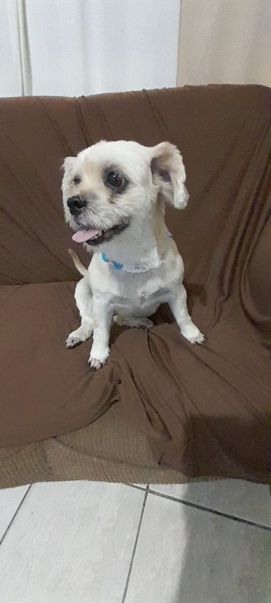 Pink Pet Banho e Tosa