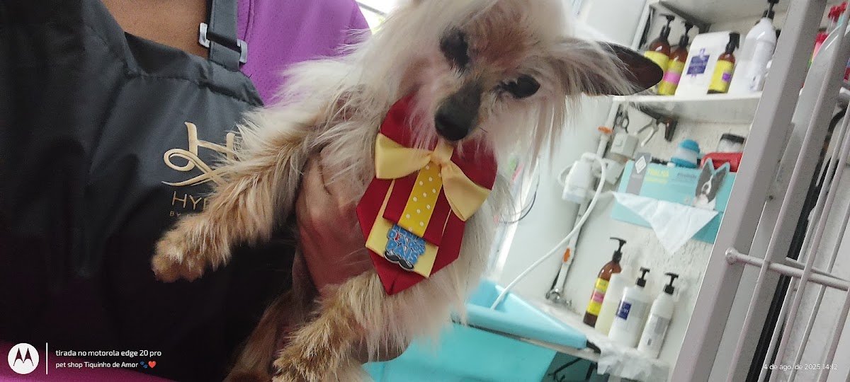 tiquinho de amor banho e tosa