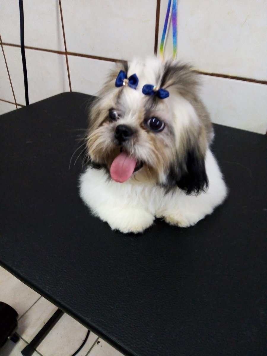 Pet Shop da Lu Zona Sul