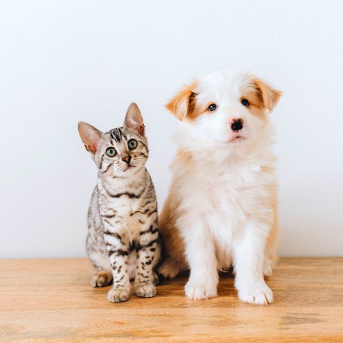 Pet Company Clínica Veterinária no Imirim