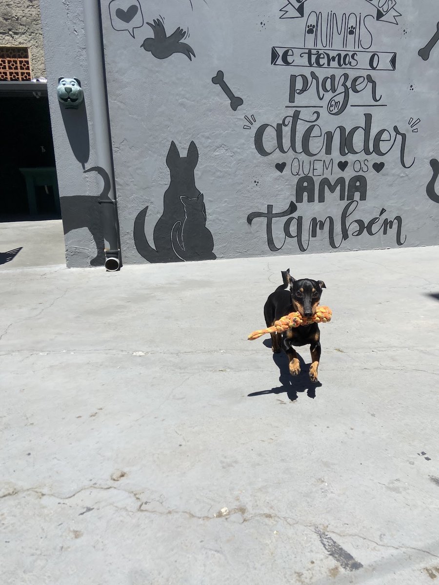 Pelo & Pata - Estética Animal