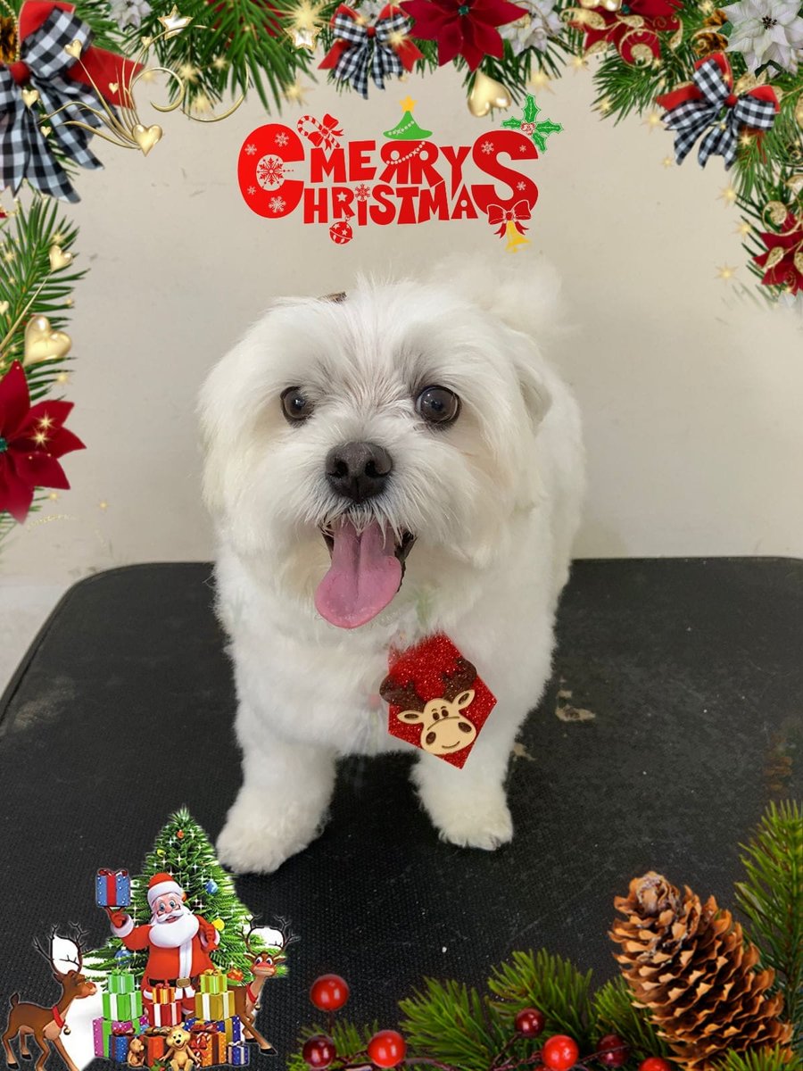 Pet Shop Lila Estética Animal