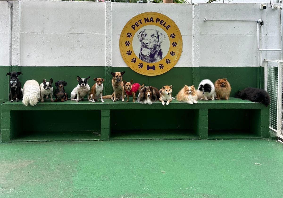 Pet na Pele - Unid. Jd Marajoara - Day Care para cães