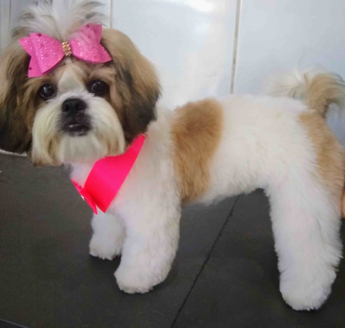 Pet Shop Neia Belocão