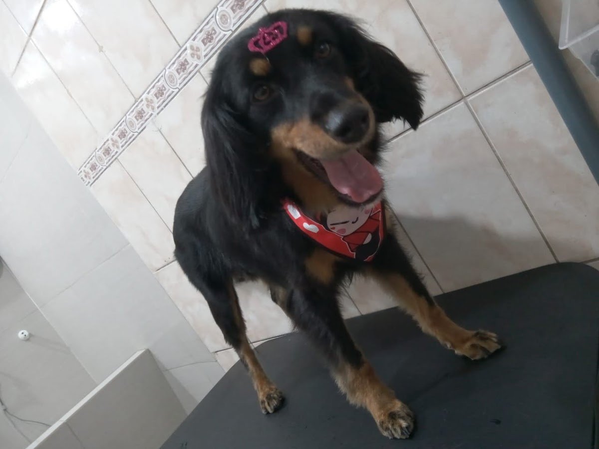 Yuki Palace Pet Shop