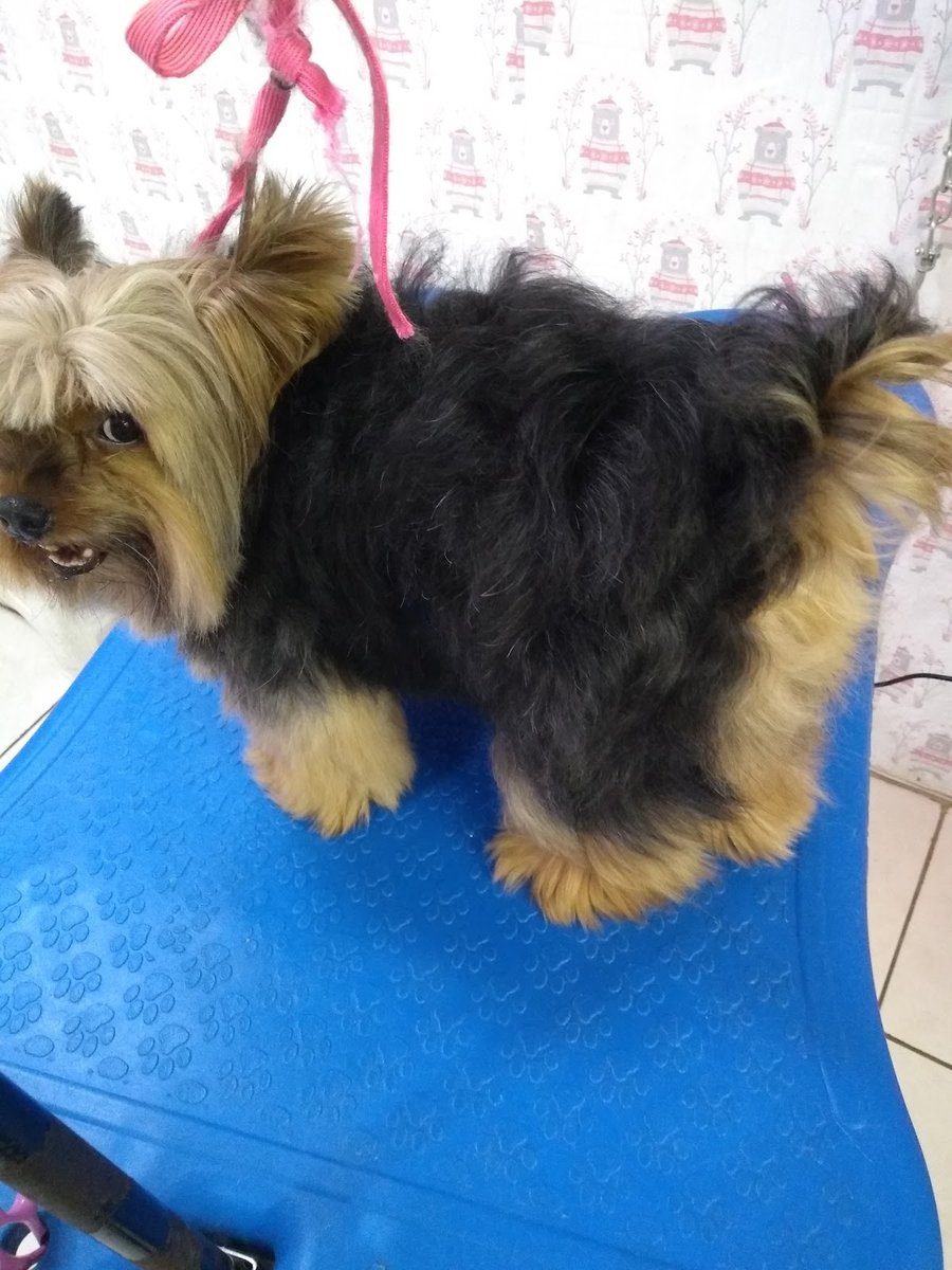 Pet shop Banho e Tosa Sonho meu