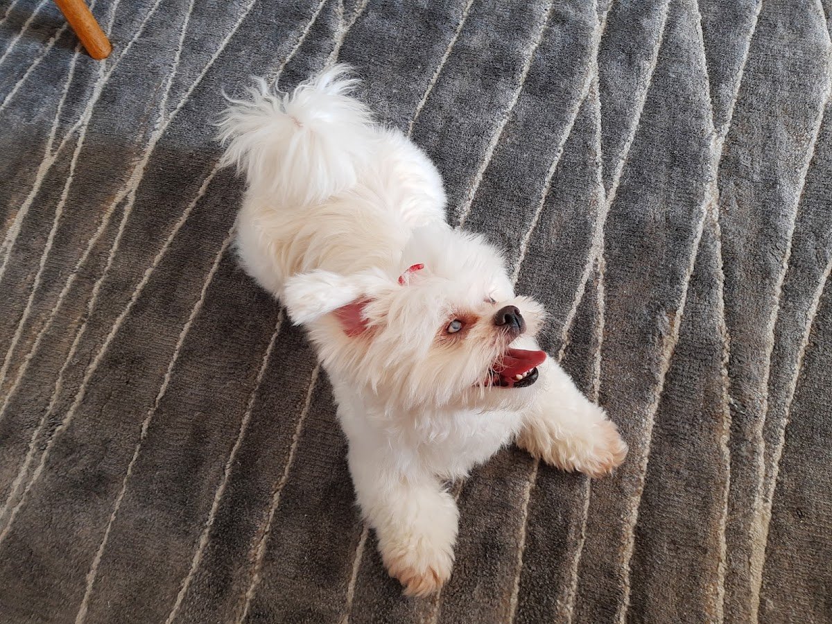 Spet Giovanni Gronchi: Veterinário, Banho e tosa, Vacinas em São Paulo