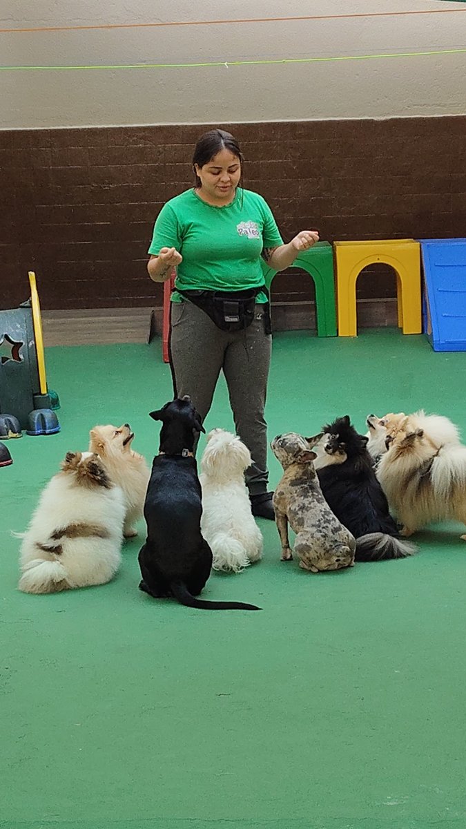 Pateo Pet - Recreação e bem estar para Pets