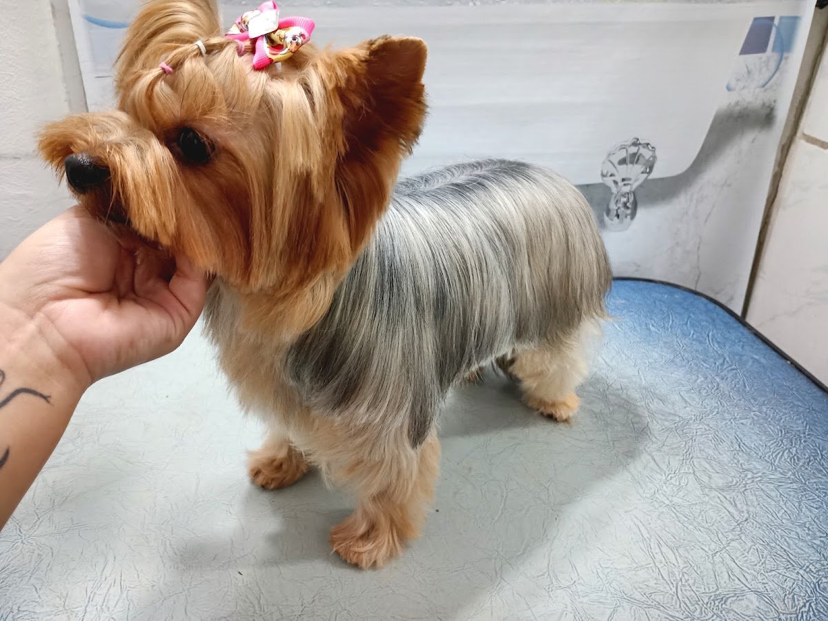 Yume Estética Pet - Banho e Tosa