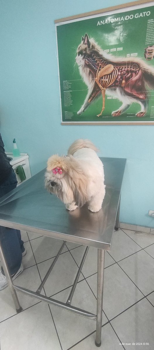 Clínica Veterinária Planet Pets