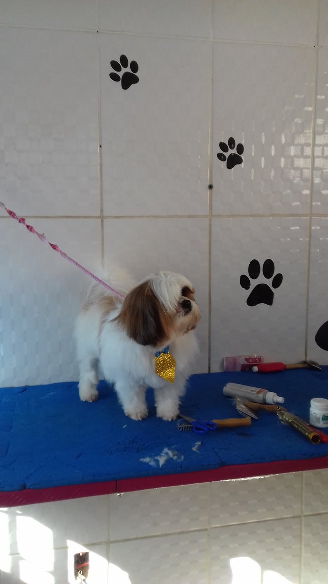 Cat & Dog Meu Melhor Amigo