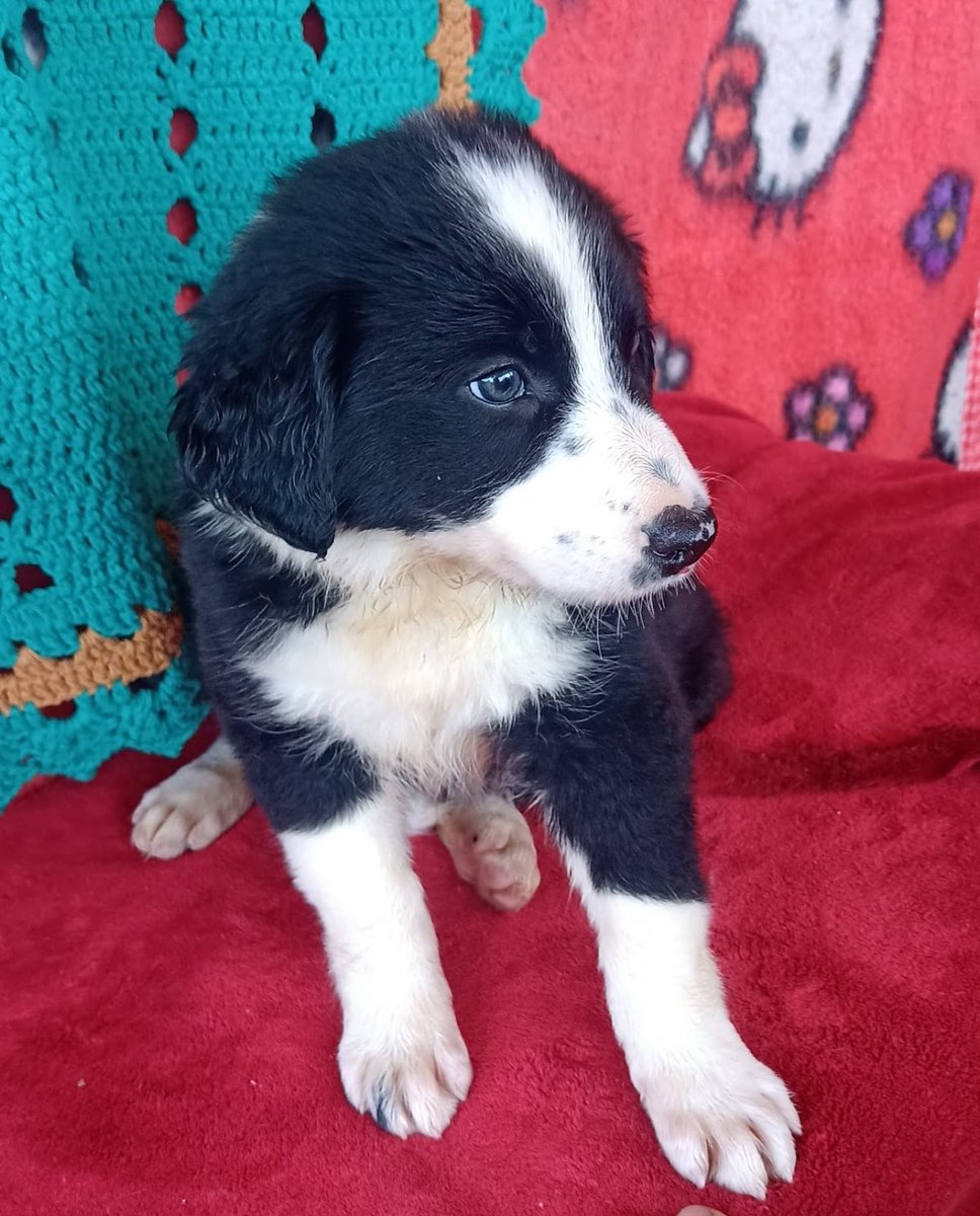 Akira Rações Pet e Cia