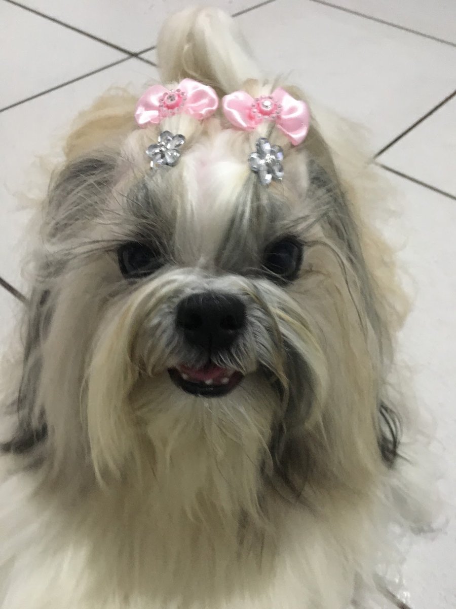 Banho E Tosa Pirituba